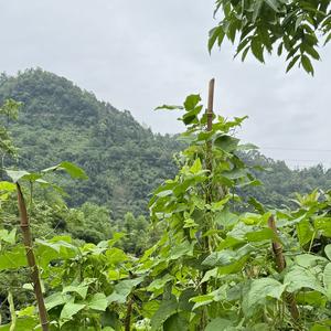 壮大山村头像