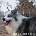 路遥边牧犬舍宠物食品头像