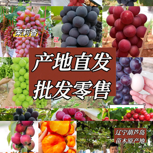 小杨葡萄苗木头像