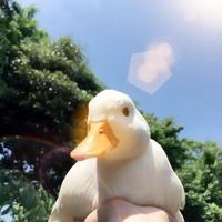 噜啦噜啦琳啦啦啦头像