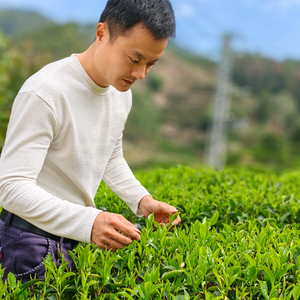 潮州单枞茶农头像