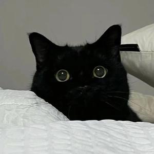 会发光的猫头像