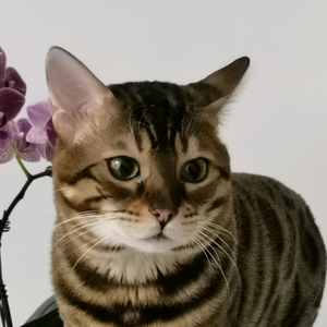 疏影头像