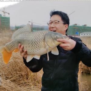 半岛小牛头像