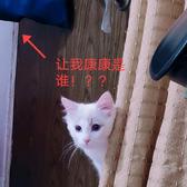 七月十九御用铲屎官头像