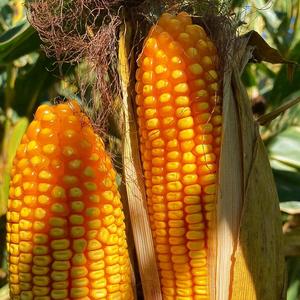 明明聊农业 头像