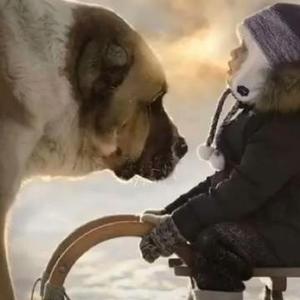 中亚牧羊犬基地头像