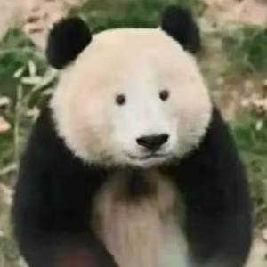 大熊头像