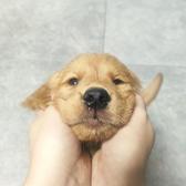 桃情一头像