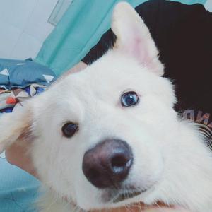 绝地钢枪亡头像