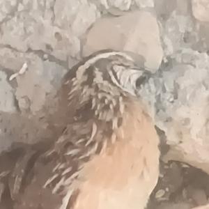 搞笑鸟头像