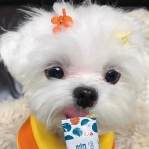开心小狗狗a头像