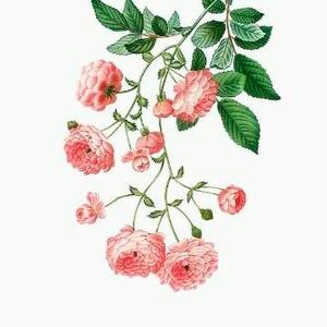 凌子头像