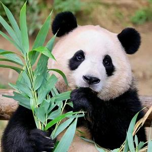 熊猫福利社头像