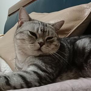 小小石头伴头像