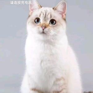 猫咪可儿玩游戏头像