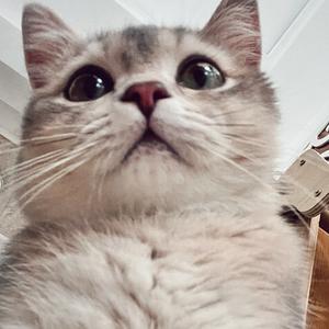 涵小悦探猫记头像