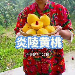汝城黄金奈李原产地头像