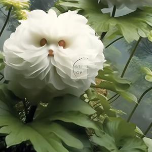 王晓玲967头像