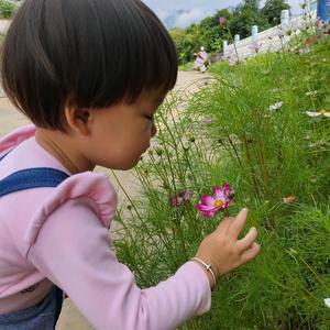 小燕子头像