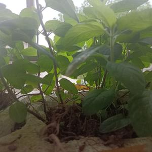 番茄92570924959头像