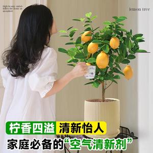 舜豪园艺头像