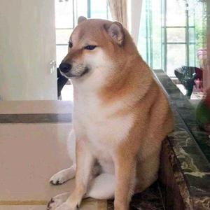 直率爱音乐的虎子头像