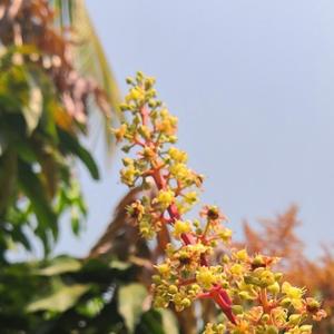 LC似锦前程头像