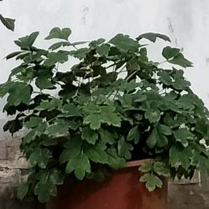 硬核1L7t头像