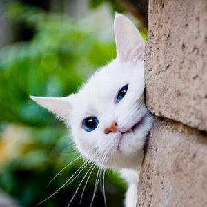 我要和你躲猫猫头像