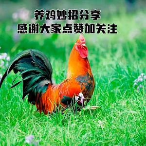 养鸡技术指导(橱窗有好物)头像