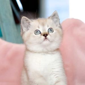 包头猫叔头像