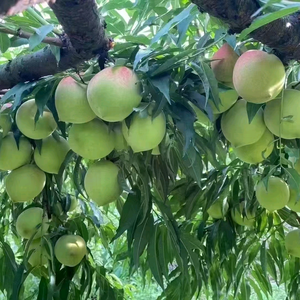 果农，小谢头像