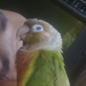 狸猫头像
