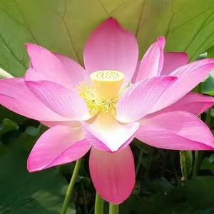 湘瑛98头像
