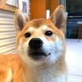 直率小鱼tv头像