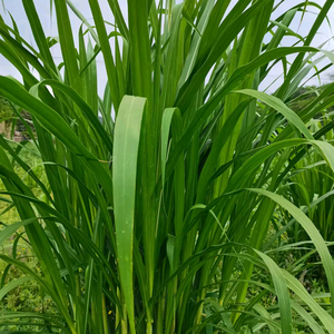 泸州菌草生态农业有限责任公司头像