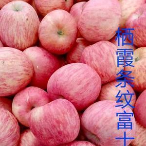 红苹果2094头像
