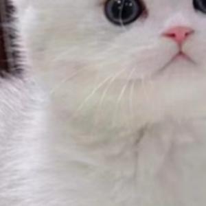 有趣动画收藏者头像