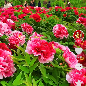 豁子哥，闫洼小学头像