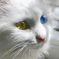 SH猫哥头像