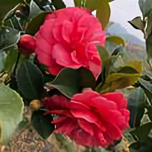 刘信凯LIU头像