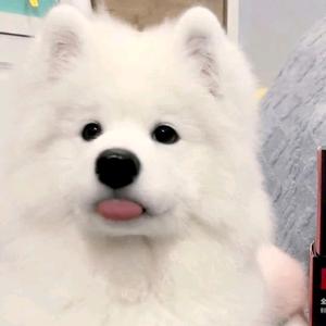 萨摩耶俺滴小鱼干呢头像