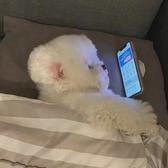 小小琪琪i头像