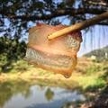 户外野生菌头像