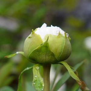 灵愈与爱Flora头像
