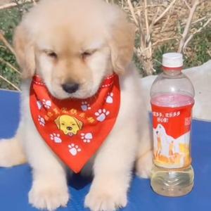 双血统金毛边牧犬舍头像