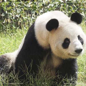 大千动物馆头像