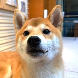 优美旭日mo头像
