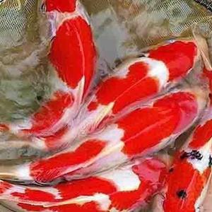 锦鲤附体头像
